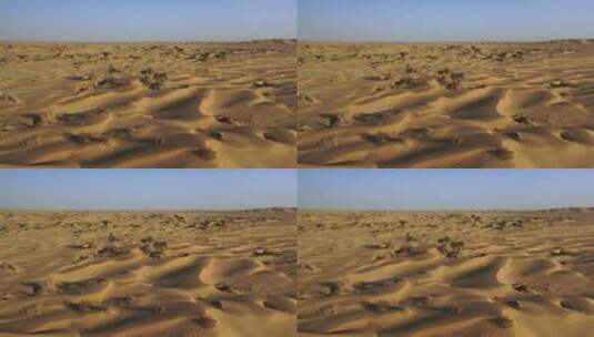 新疆塔克拉玛干沙漠胡杨林航拍风光高清在线视频素材下载