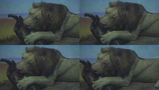 狮子捕猎进食非洲大草原标本高清在线视频素材下载