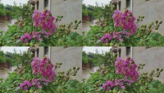 紫薇花花朵高清在线视频素材下载
