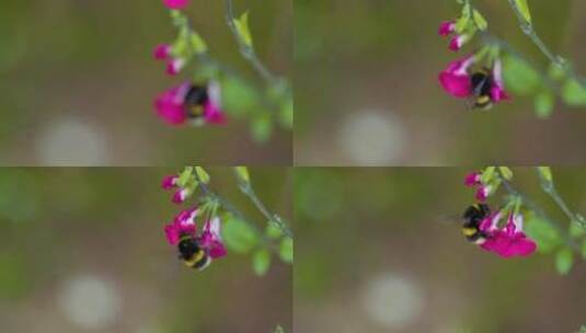 蜜蜂授粉特写镜头高清在线视频素材下载