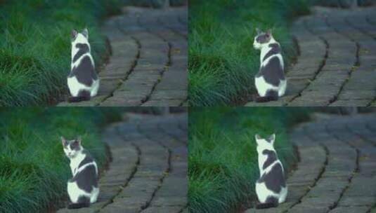 城市里街头一只流浪猫4K视频高清在线视频素材下载