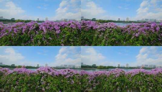 蒜香藤开花开满鲜花的围墙高清在线视频素材下载