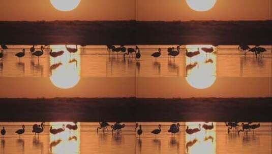 夕阳下的火烈鸟群高清在线视频素材下载