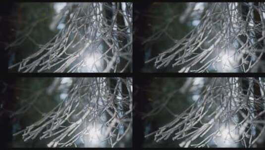 背景是阳光的冰冻树枝特写高清在线视频素材下载