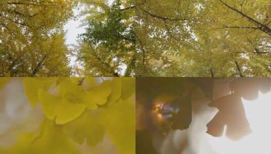 秋天银杏树 秋风落叶 金色阳光 晚秋风景高清在线视频素材下载
