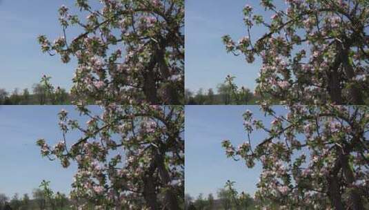 果树上的粉红色花朵高清在线视频素材下载