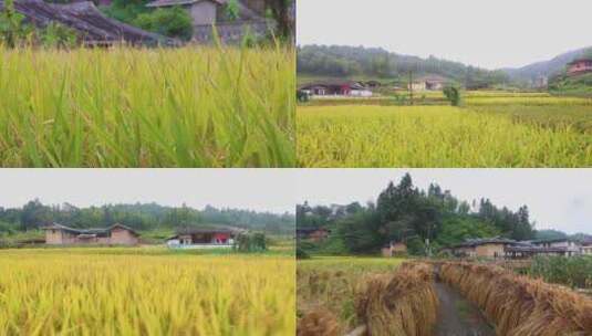 稻谷丰收田地水稻高清在线视频素材下载