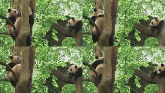 三只国宝大熊猫树上玩耍高清在线视频素材下载