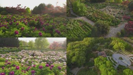 隋唐植物园牡丹花卉高清在线视频素材下载