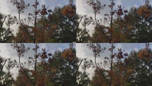 秋天池柏树高清在线视频素材下载