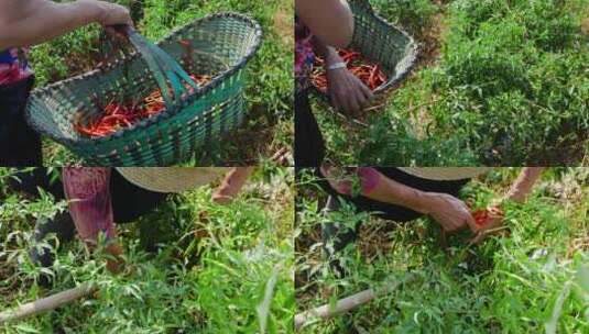 辣椒种植基地高清在线视频素材下载