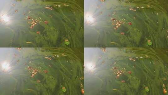 实拍8k湖面污水视频高清在线视频素材下载