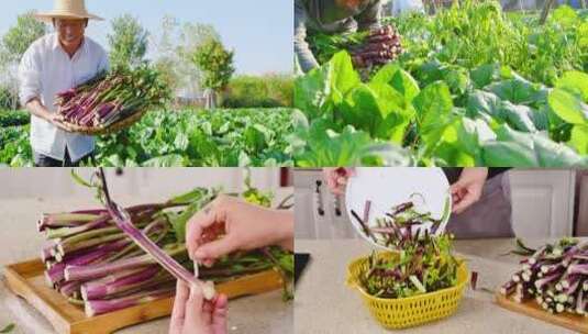 新鲜红菜苔高清在线视频素材下载