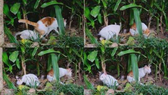 流浪猫 野猫高清在线视频素材下载