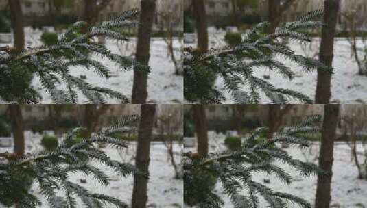 冬天初雪雪景，雪花落满了植物枝头高清在线视频素材下载