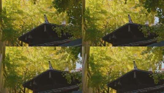 金黄银杏林下的农家房屋屋檐高清在线视频素材下载