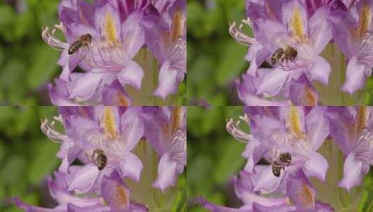 蜜蜂采蜜花蕊特写高清在线视频素材下载