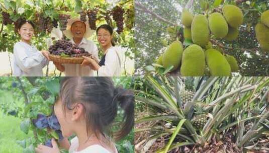 水果采摘高清在线视频素材下载