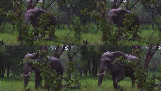 非洲大象高清在线视频素材下载
