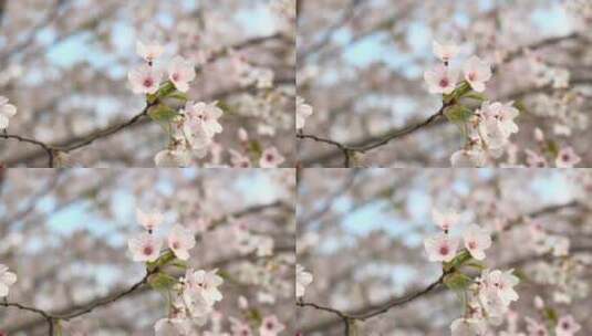樱花空镜-特写-08高清在线视频素材下载