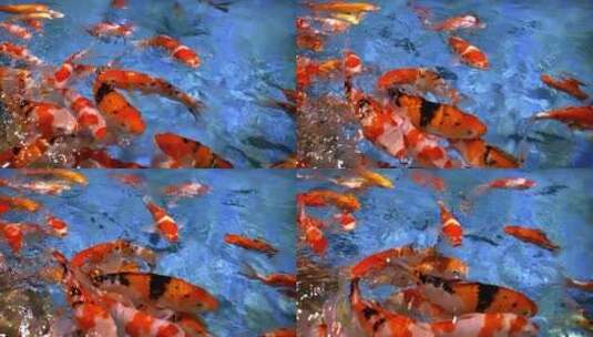 红色的锦鲤鱼高清在线视频素材下载