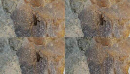 4K石壁上的昆虫高清在线视频素材下载