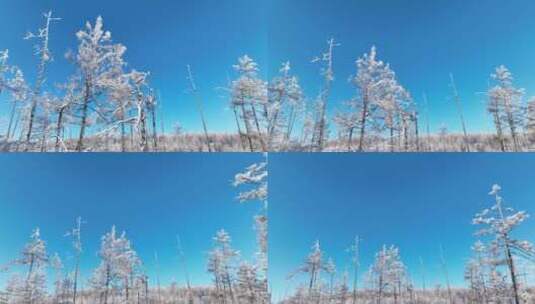 林海雪原银色松林高清在线视频素材下载