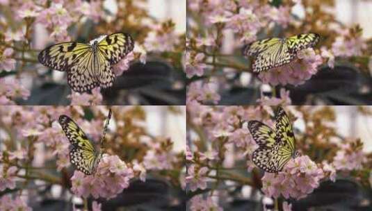 蝴蝶 翅膀 花朵高清在线视频素材下载