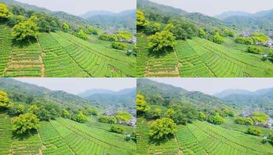 4k 航拍户外杭州高山茶园茶田自然风光高清在线视频素材下载