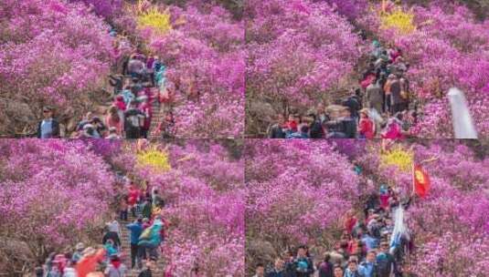 大珠山杜鹃花高清在线视频素材下载