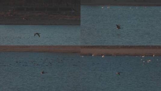 贴着水面飞行的大雁慢镜头系列高清在线视频素材下载