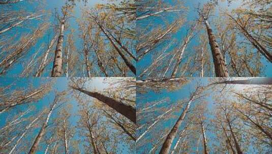 林场春季-春季树木高清在线视频素材下载