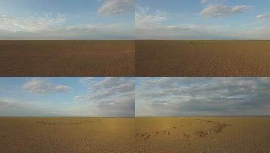 Y1 内蒙古乌兰察布四子王旗骆驼群航拍高清在线视频素材下载