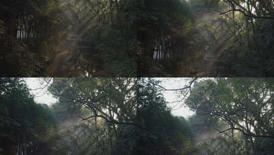杭州九溪早晨的阳光洒落在飘着雾气的小溪上高清在线视频素材下载