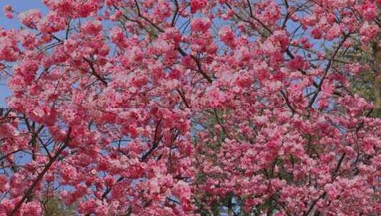 春天盛开的樱花合集高清在线视频素材下载