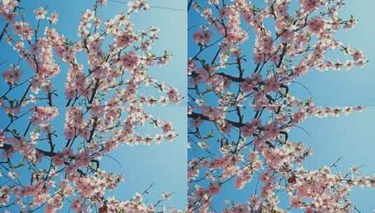 蓝天下盛开的桃花高清在线视频素材下载