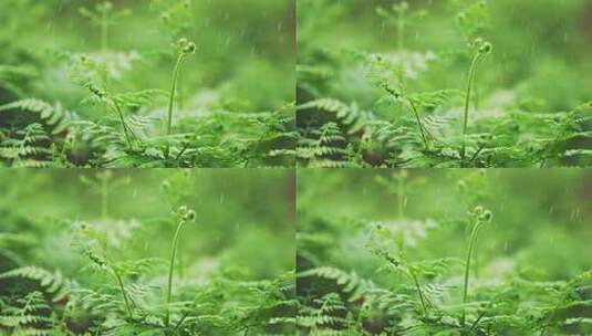 雨中绿植生机勃勃清明时节高清在线视频素材下载