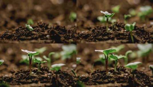 春天来了植物发芽破土而出高清在线视频素材下载