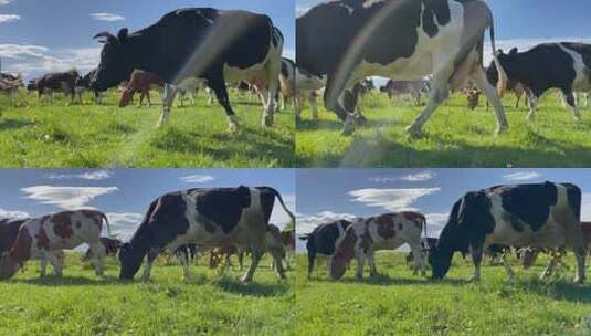 奶牛放牧高清在线视频素材下载
