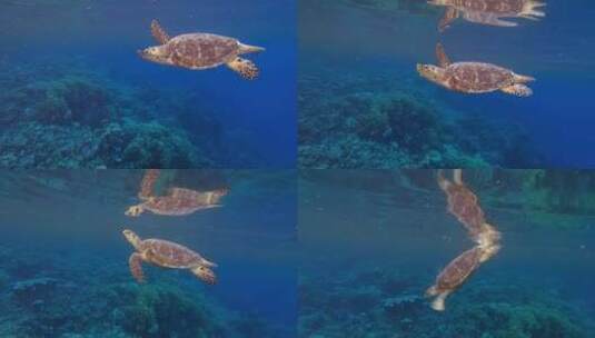 海龟在海里游泳高清在线视频素材下载