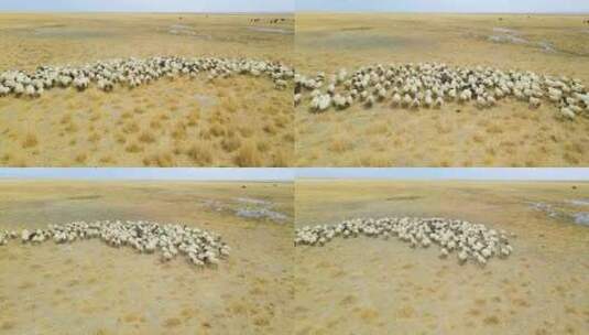 金色草原羊群奔跑放牧户外风光航拍高清在线视频素材下载