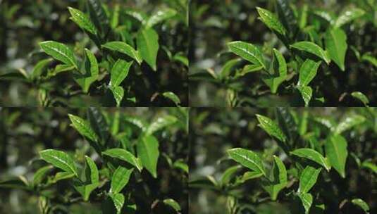 阳光下嫩绿的茶叶高清在线视频素材下载