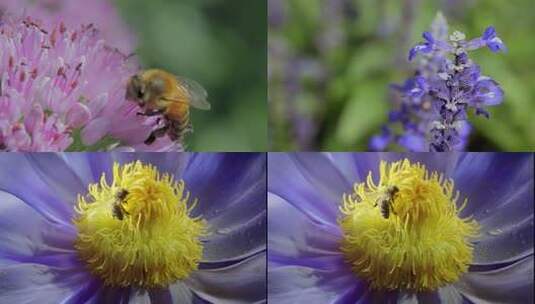 实拍蜜蜂采蜜高清在线视频素材下载