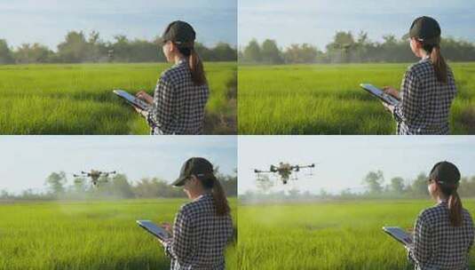 无人机在农田上喷洒肥料和农药高清在线视频素材下载