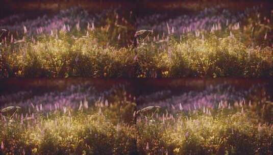 秋天小野花浪漫温馨的夕阳余晖洒在草地上高清在线视频素材下载