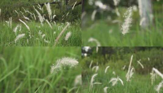 草地上的芦苇随风飘动带来夏日的气息高清在线视频素材下载