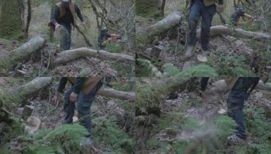 在树林里堆放锯好的原木高清在线视频素材下载