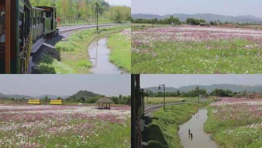 杭州余杭径山花海开往春天的小火车高清在线视频素材下载