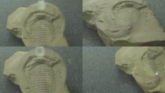 云南W普洱三叶虫化石特写高清在线视频素材下载