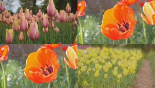 【合集】郁金香大自然生态植物花卉花朵高清在线视频素材下载